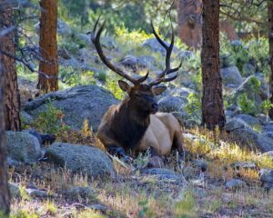 bull elk on lateral moraine, elk, wapiti-3893810.jpg